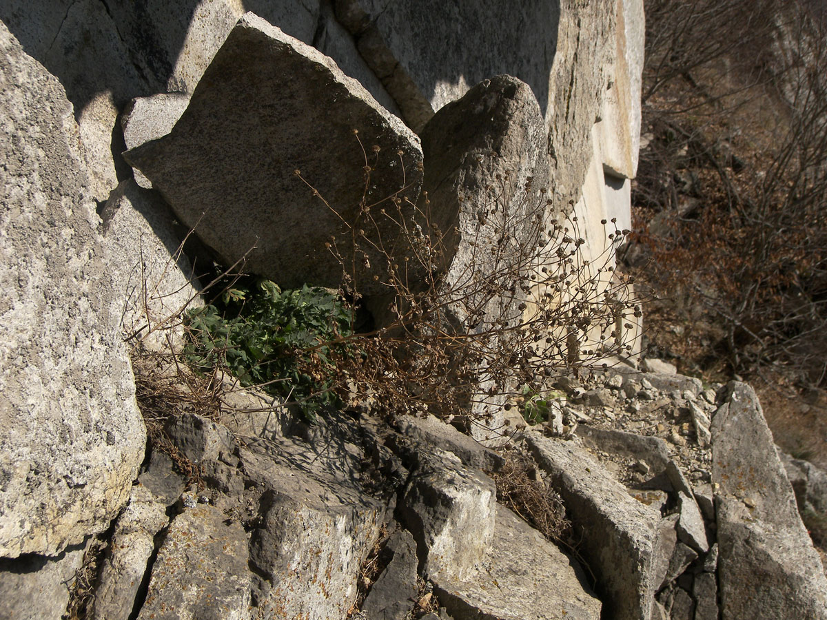 Image of Pyrethrum parthenifolium specimen.