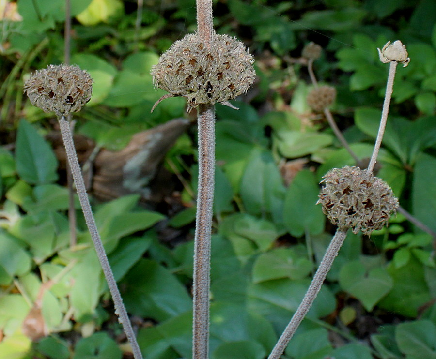 Image of Phlomis samia specimen.