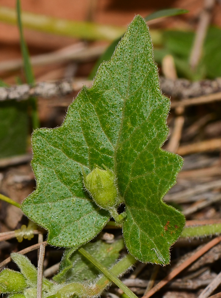 Image of Bryonia syriaca specimen.