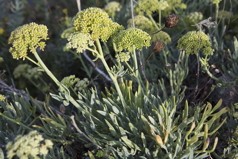 Image of Crithmum maritimum specimen.