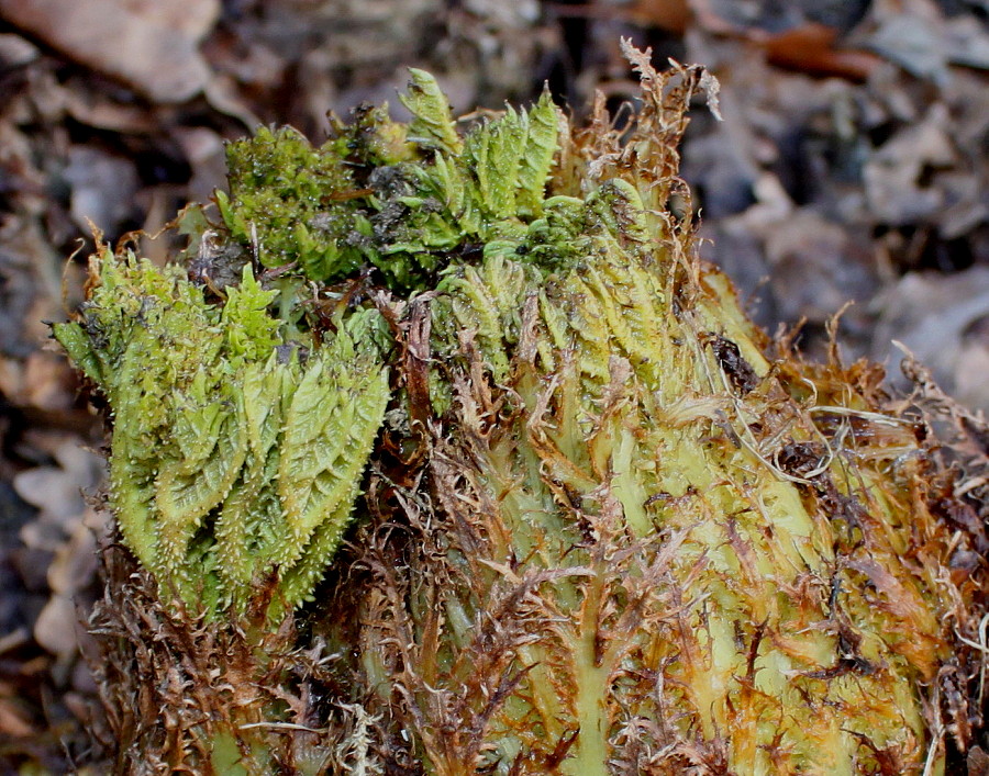 Image of Gunnera tinctoria specimen.