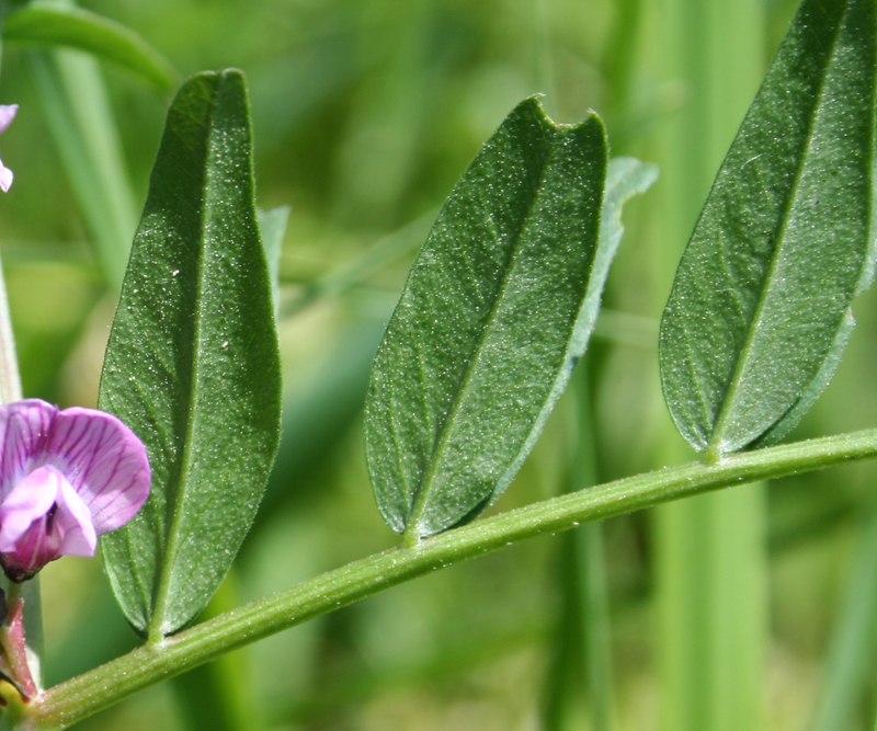 Image of Vicia sepium specimen.