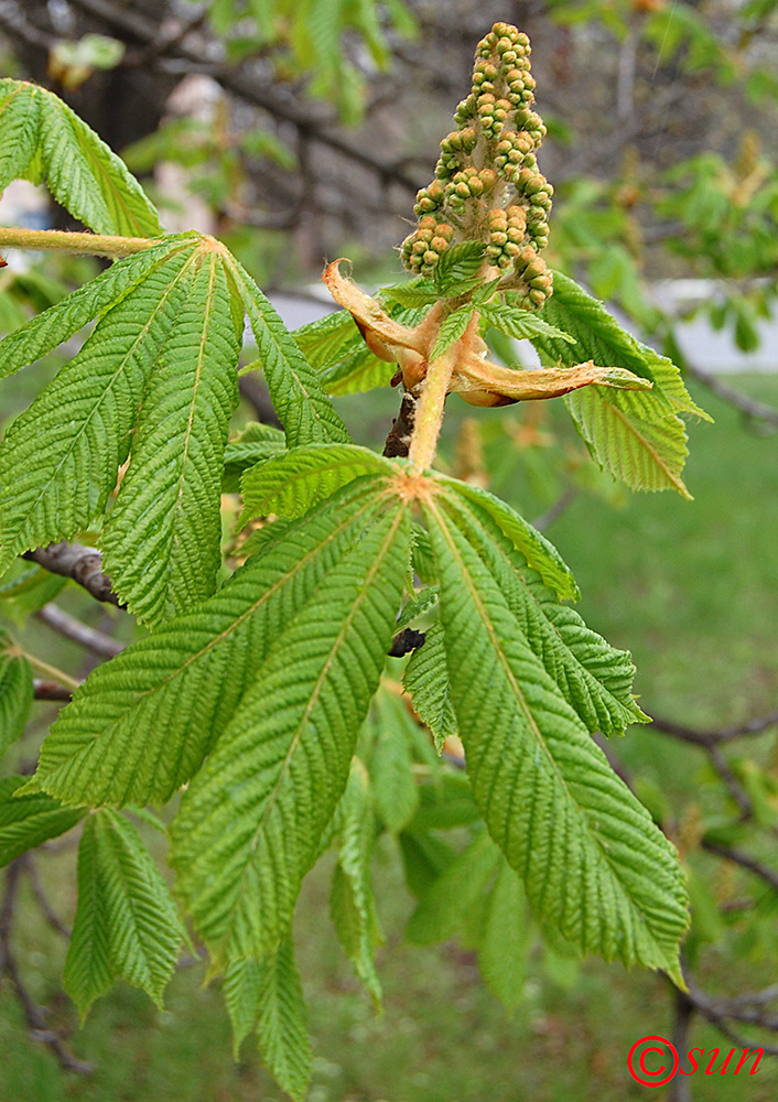 Image of Aesculus hippocastanum specimen.