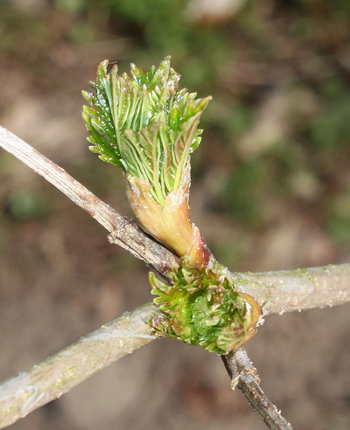 Image of Viburnum opulus specimen.