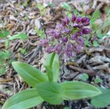 Orchis purpurea ssp. caucasica