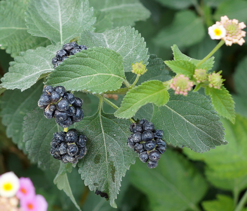 Image of Lantana camara specimen.