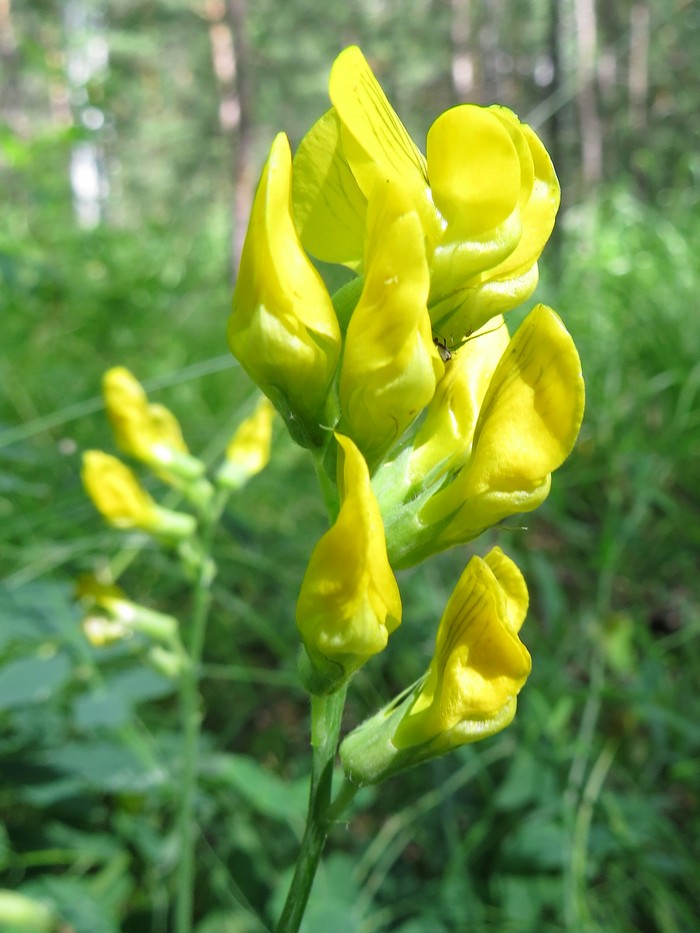 Изображение особи Lathyrus pratensis.