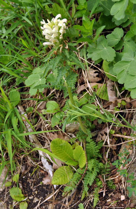 Image of Pedicularis sibthorpii specimen.