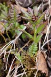 Pedicularis lapponica. Прорастающий побег. Берёзовое редколесье в окрестностях Мурманска, начало июня 2008 г.