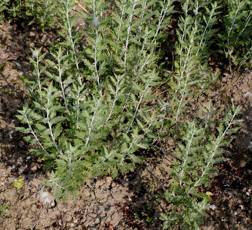 Image of Perovskia atriplicifolia specimen.