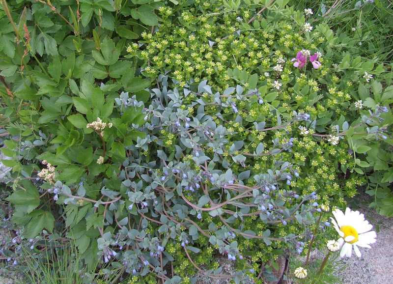 Image of Mertensia maritima specimen.