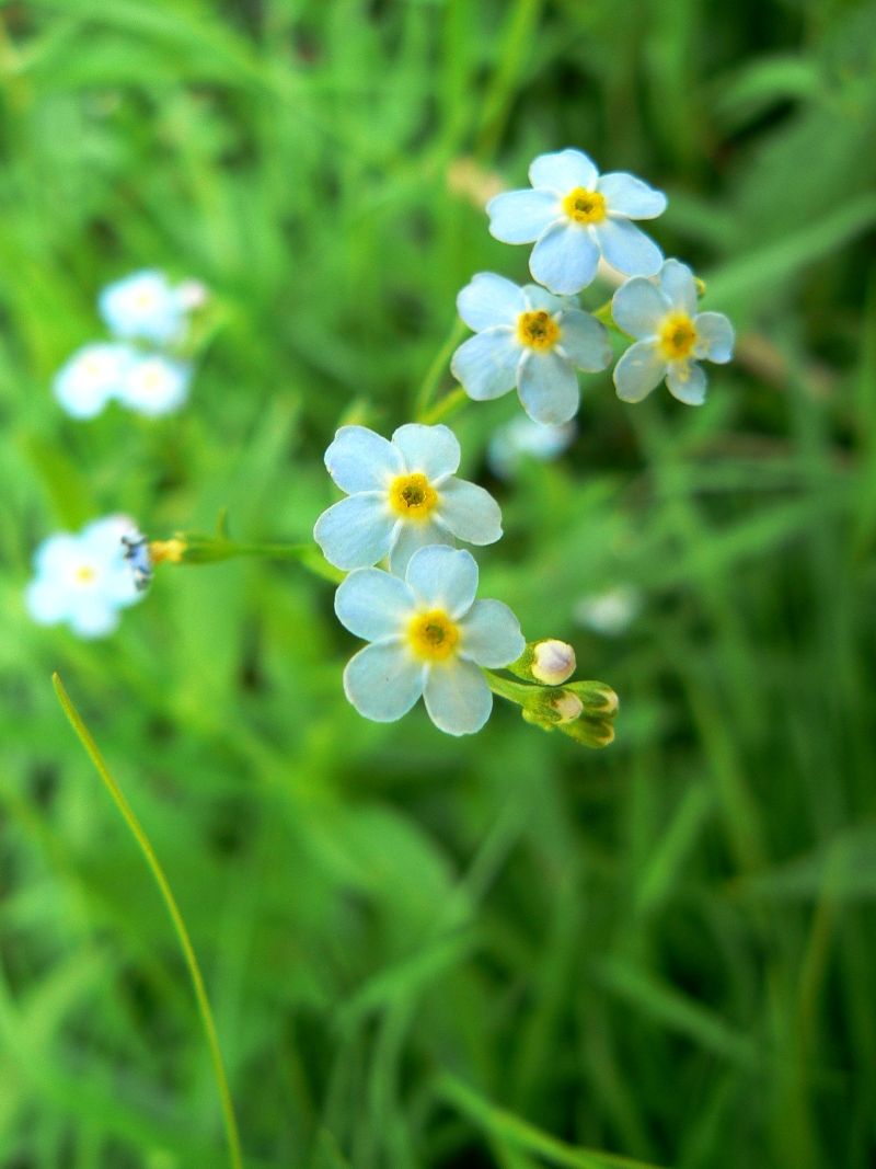 Image of Myosotis palustris specimen.