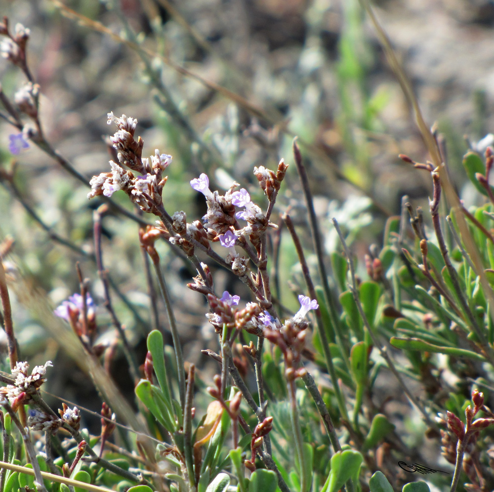 Image of Limonium suffruticosum specimen.