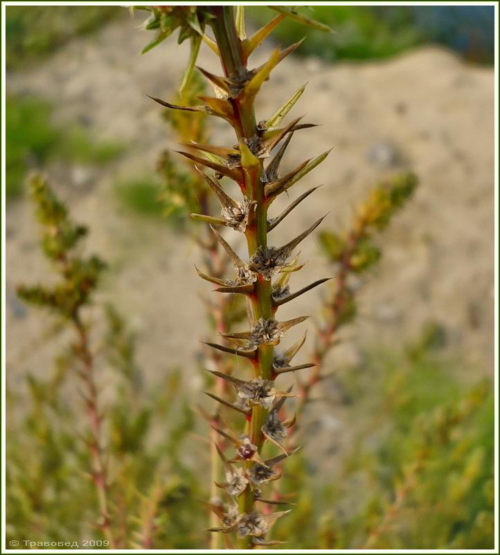 Image of Salsola tragus specimen.