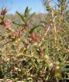 Salsola soda. Растение на обочине полевой дороги. Краснодарский край, Староминский р-н, пойменный луг между станицами Шкуринская и Канеловская. 23.09.2009.