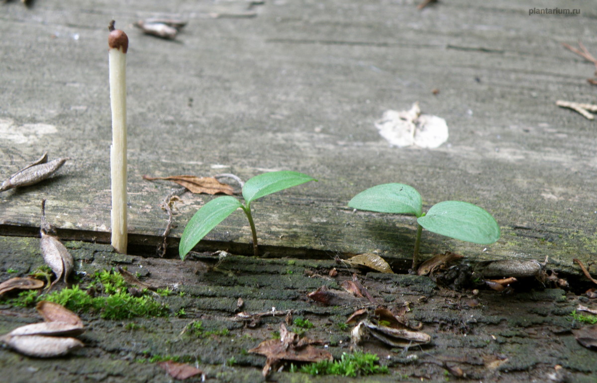 Image of Syringa persica specimen.