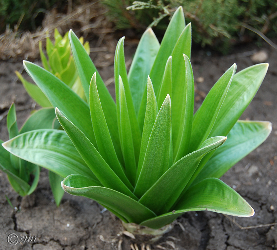 Изображение особи Eremurus robustus.