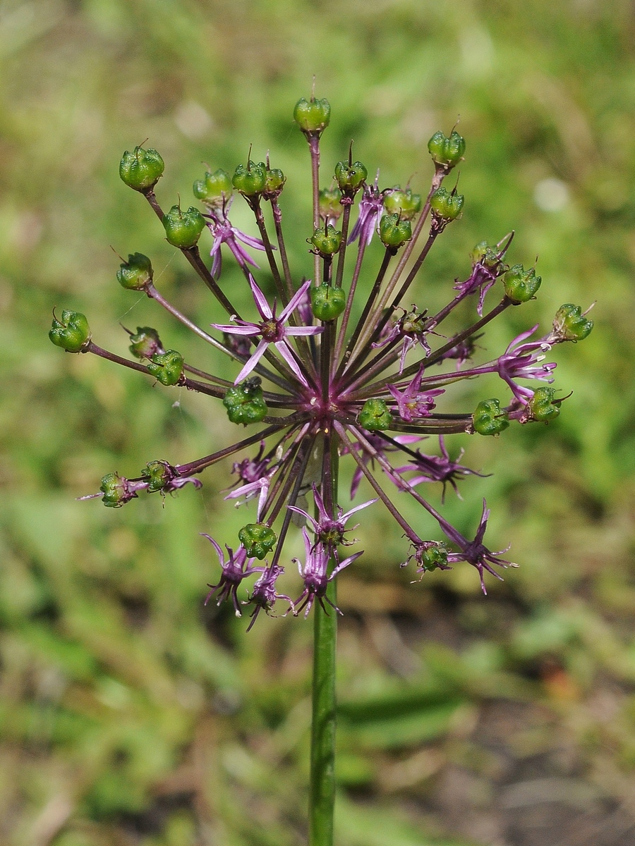 Изображение особи Allium sarawschanicum.