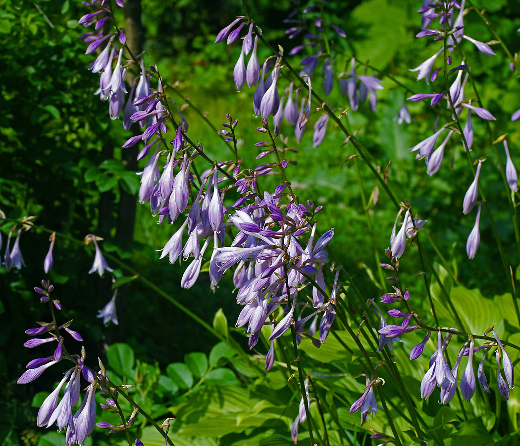 Image of Hosta albomarginata specimen.