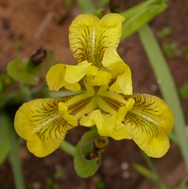 Image of Iris bloudowii specimen.
