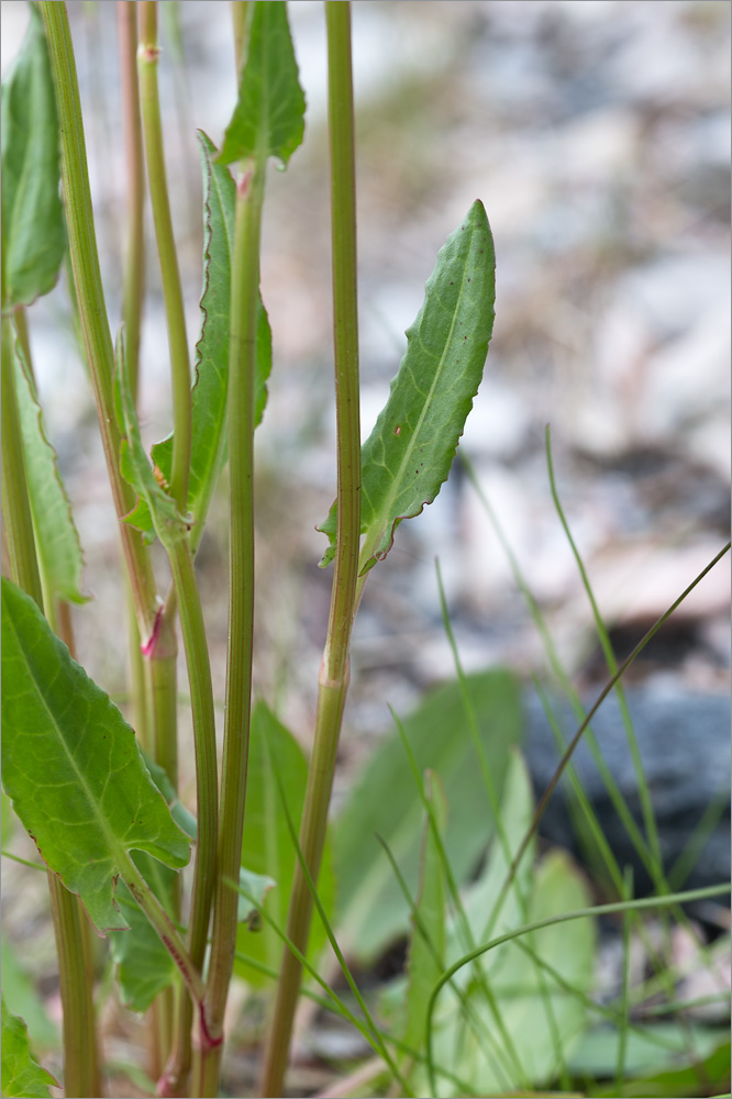 Image of Rumex thyrsiflorus specimen.