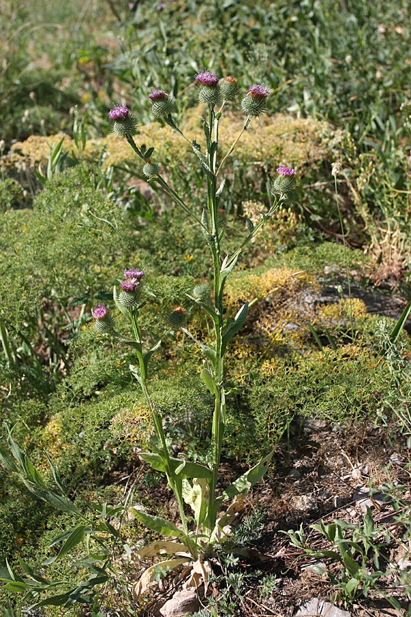 Image of Cousinia sewerzowii specimen.