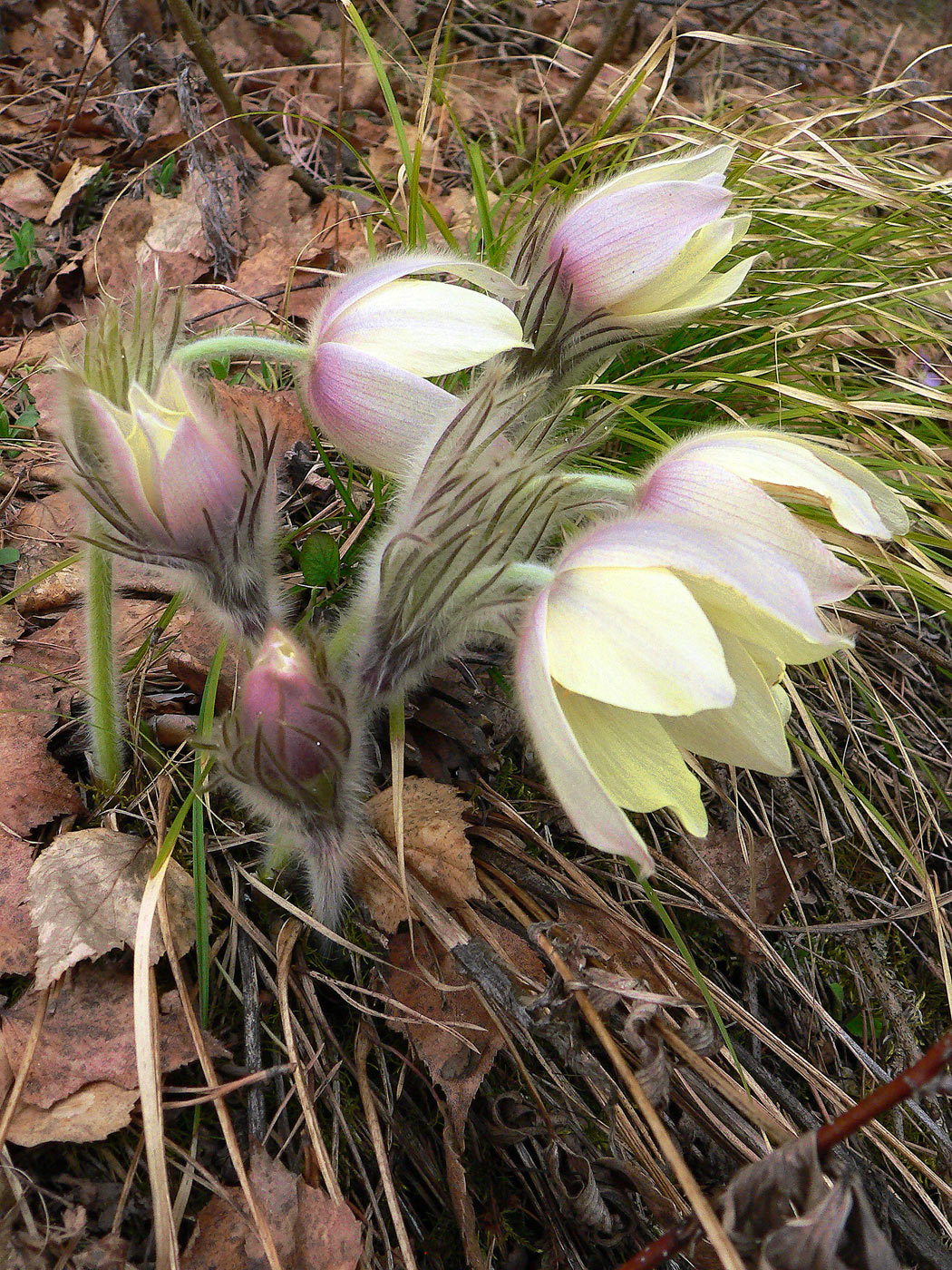 Image of Pulsatilla uralensis specimen.