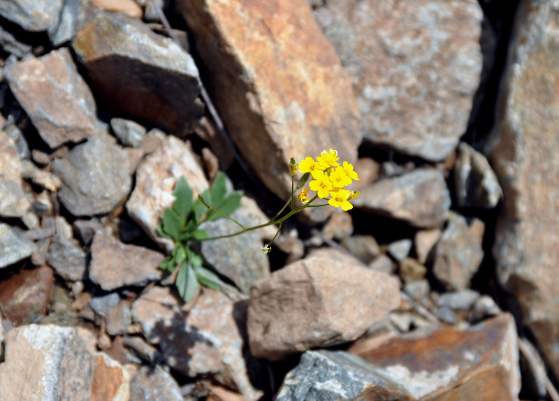 Изображение особи Draba hispida.