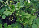 Berberis amurensis. Часть ветви с незрелыми соплодиями. Приморье, Хасанский р-н, о-в Фуругельма, опушка широколиственного леса. 16.08.2015.