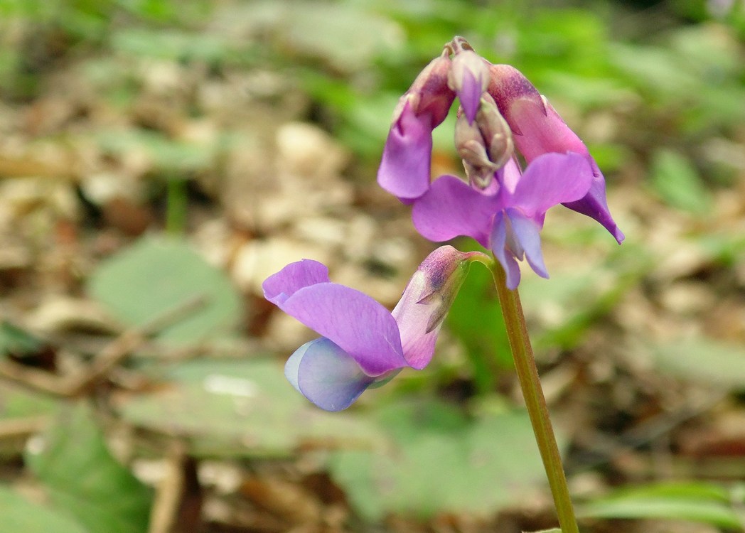 Изображение особи Lathyrus vernus.