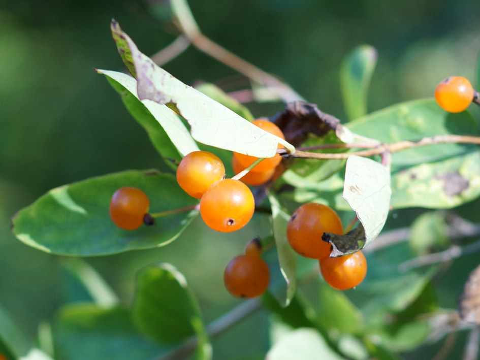 Image of Lonicera tatarica specimen.