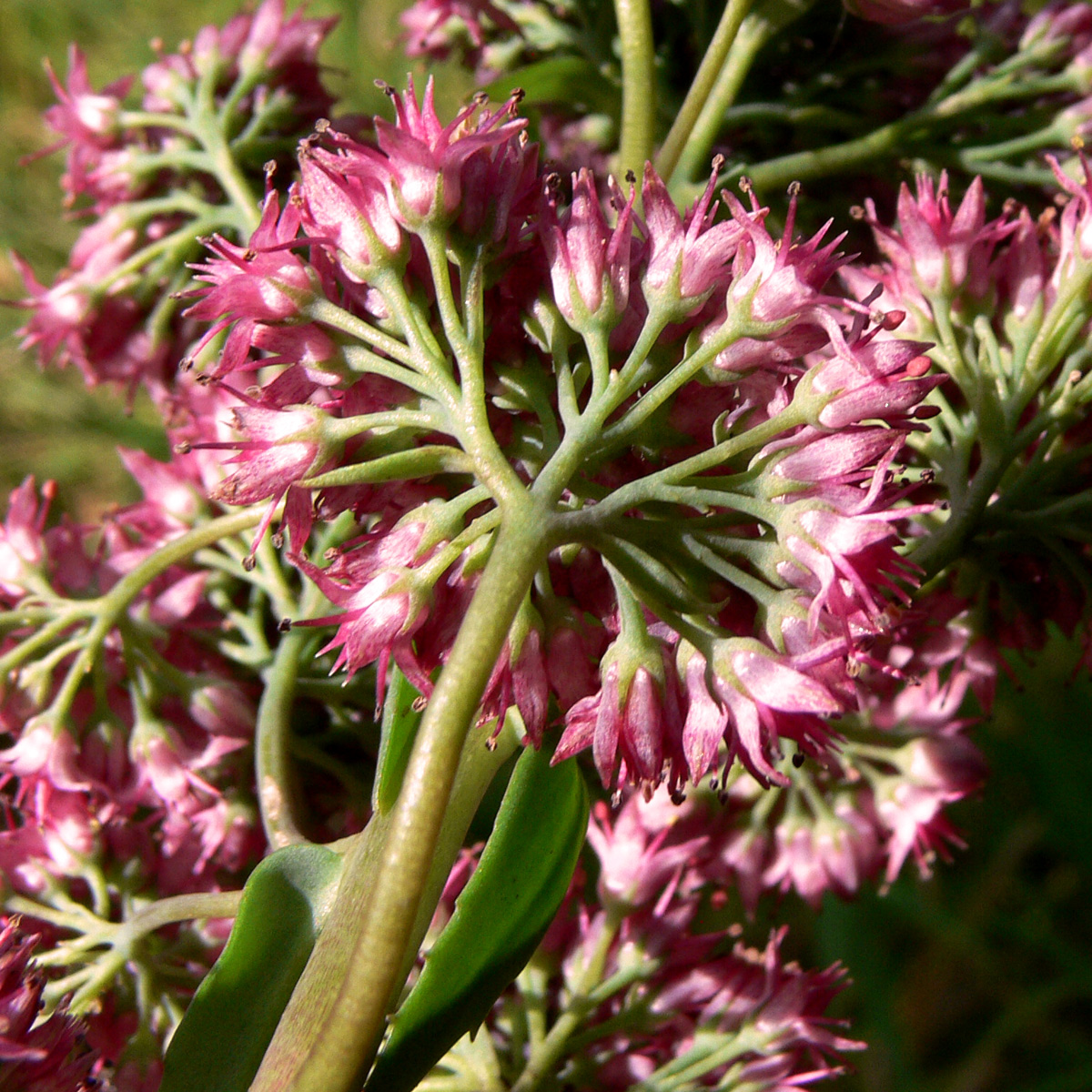 Image of Hylotelephium triphyllum specimen.