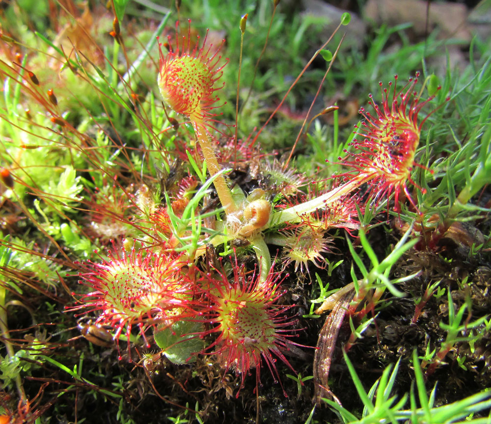 Изображение особи Drosera rotundifolia.