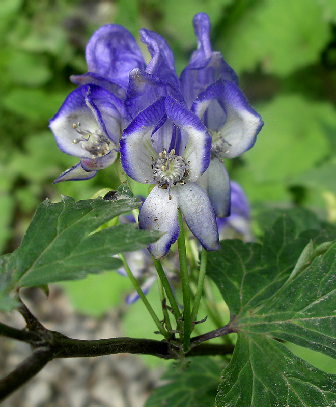 Image of Aconitum axilliflorum specimen.