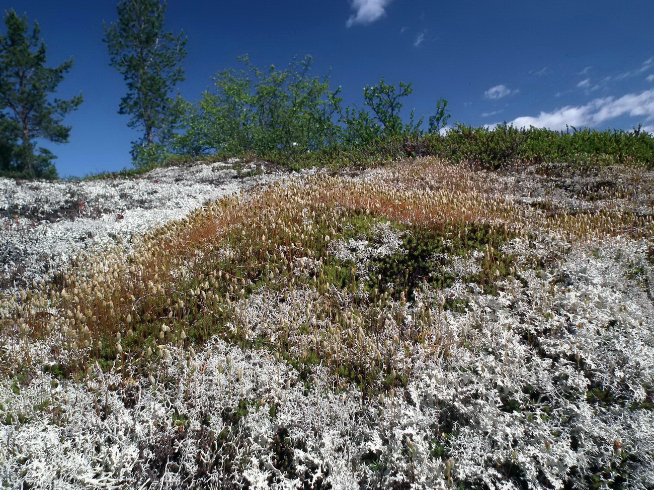 Image of familia Polytrichaceae specimen.