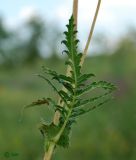 Filipendula vulgaris