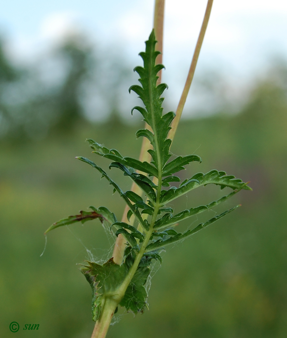 Изображение особи Filipendula vulgaris.