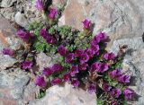 Saxifraga asiatica. Цветущее растение. Казахстан, Заилийский Алатау, Большое Алматинское ущелье, около 3000 м н.у м. Июнь 2009 г.