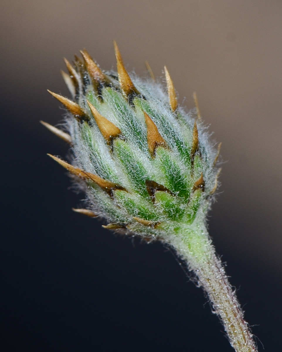 Image of Volutaria lippii specimen.