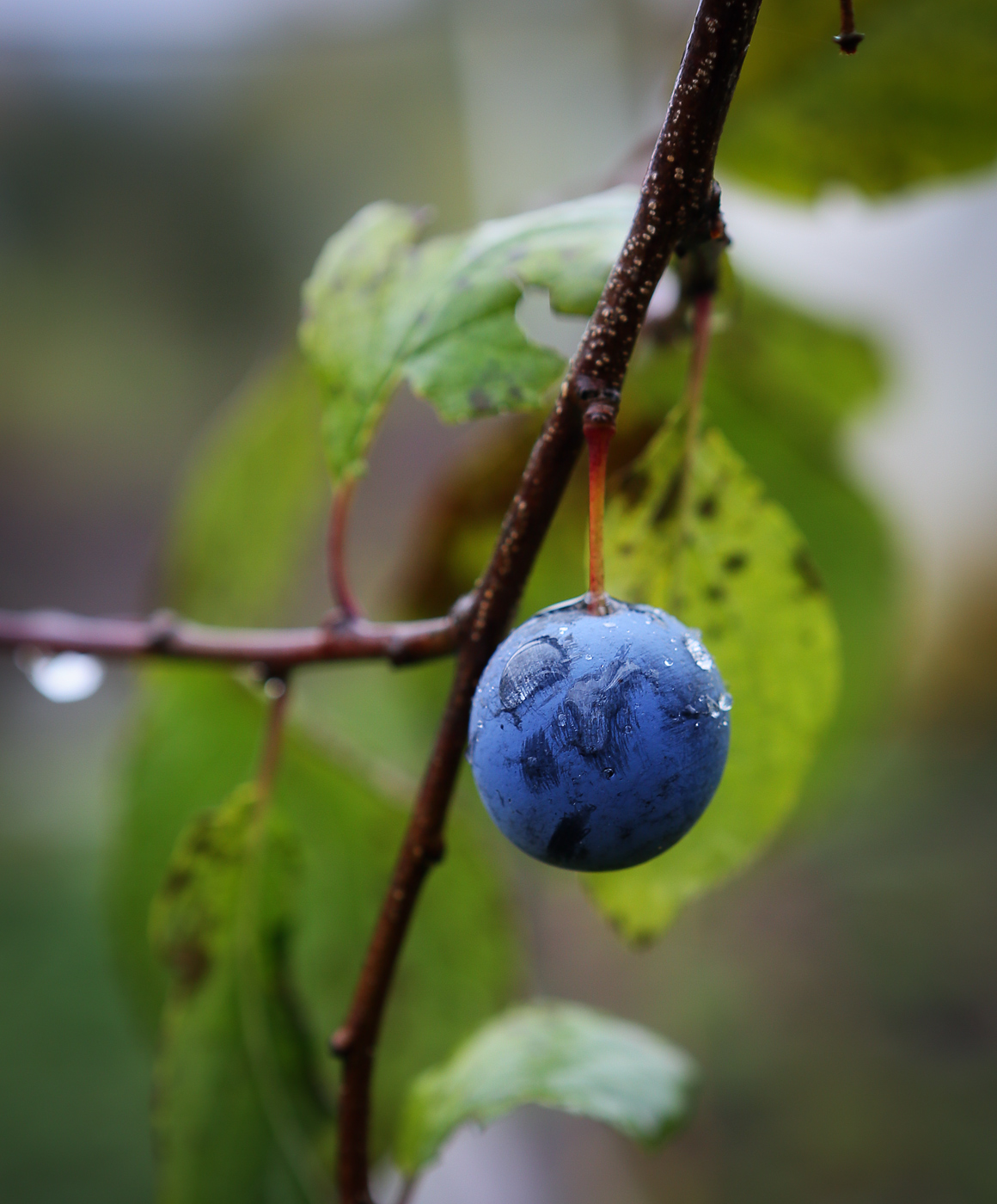 Image of Prunus spinosa specimen.