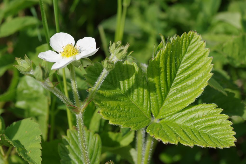 Image of Fragaria moschata specimen.