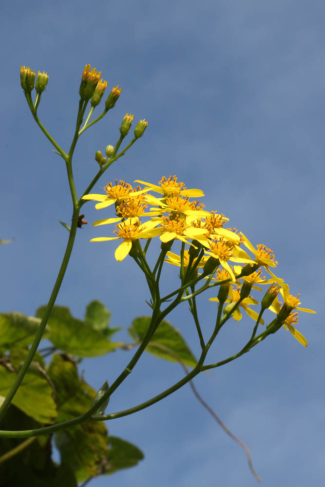 Изображение особи Senecio angulatus.