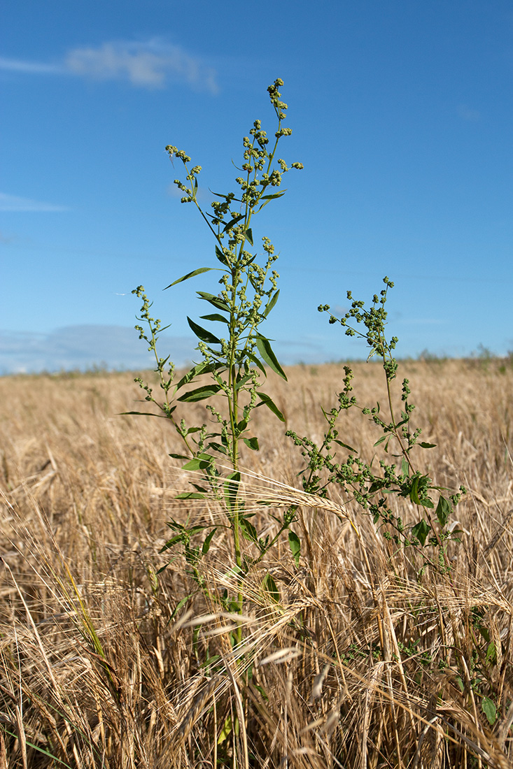 Image of Chenopodium album specimen.