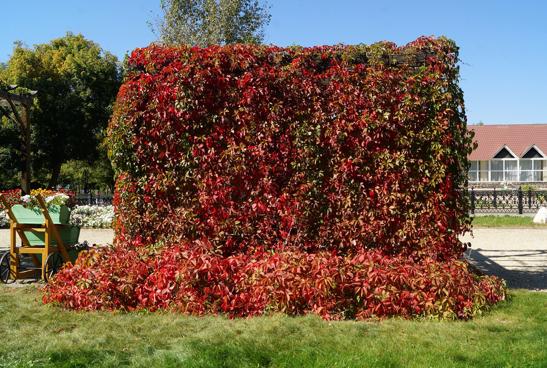 Image of Parthenocissus quinquefolia specimen.