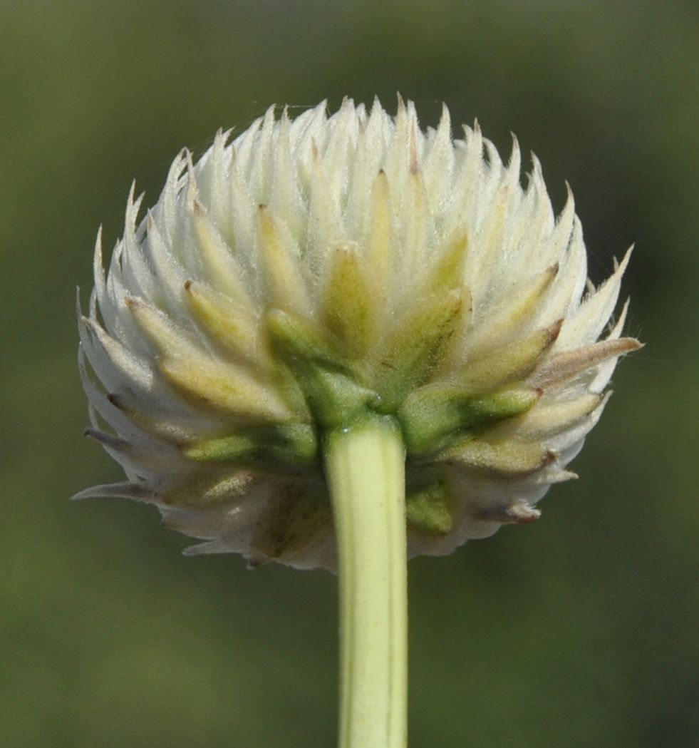 Image of Cephalaria ambrosioides specimen.