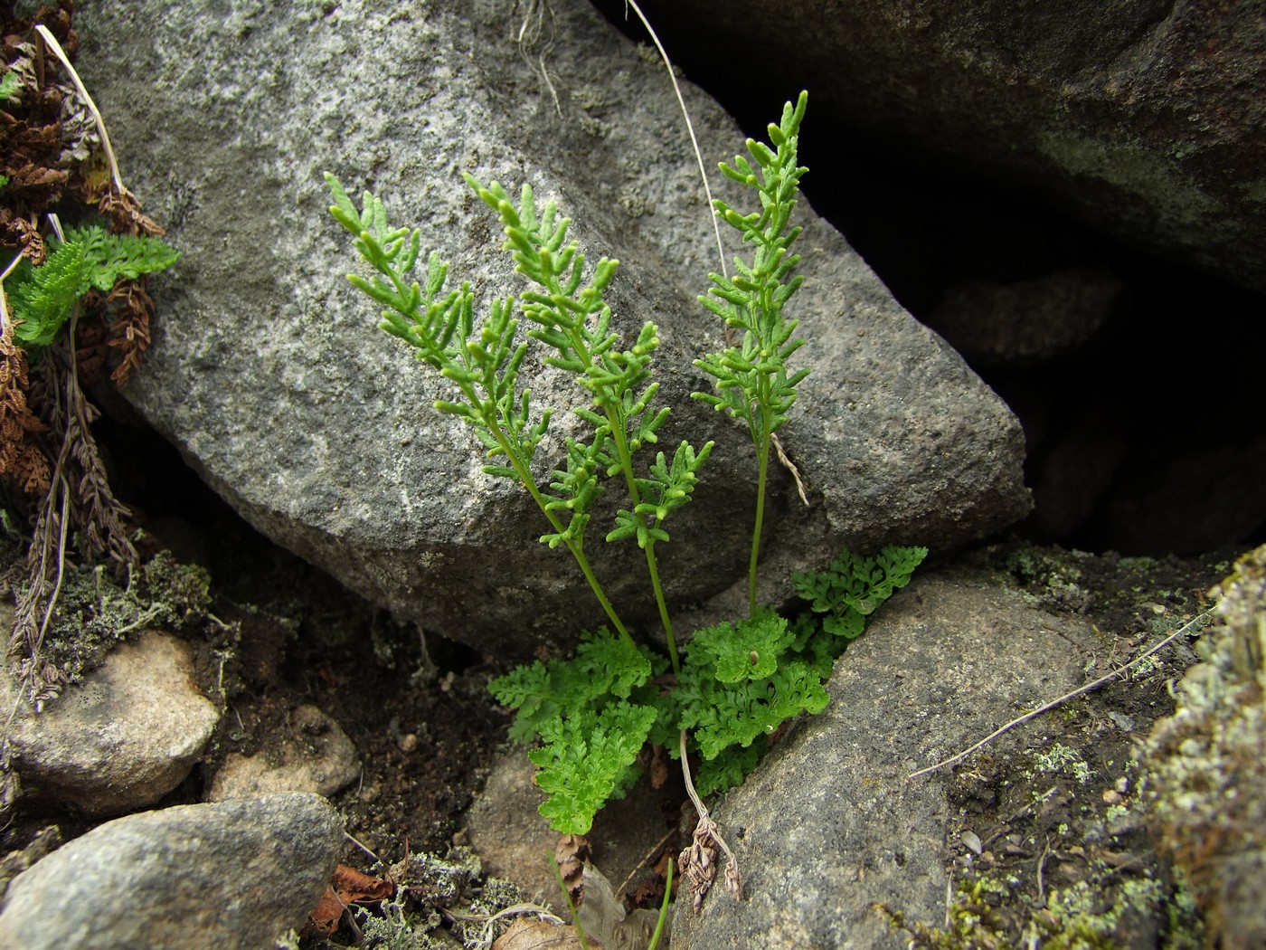 Изображение особи Cryptogramma acrostichoides.