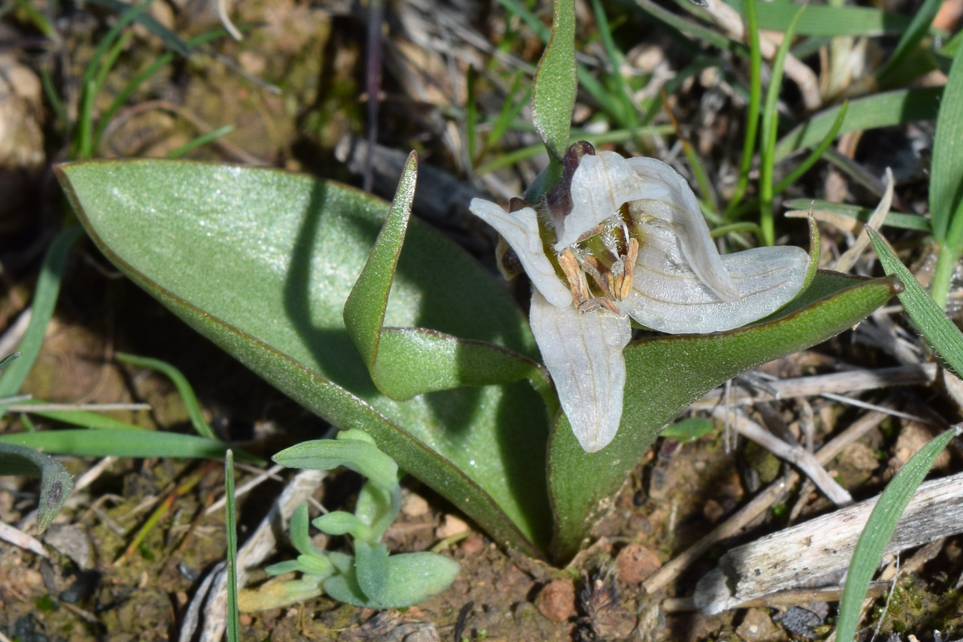 Image of Rhinopetalum stenantherum specimen.