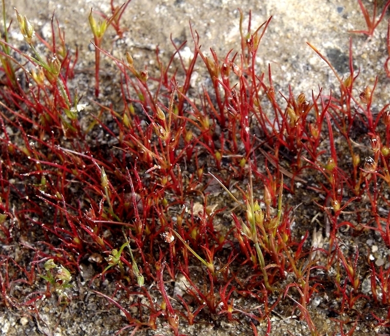 Image of Juncus ambiguus specimen.