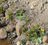 Calceolaria biflora. Цветущее и плодоносящее растение. Чили, пров. Мауле, пер. Pehuenche, выс. ок. 2550 м н.у.м., у ручья. 02.03.2014.