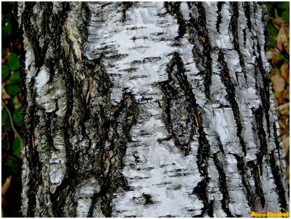 Image of Betula pendula specimen.